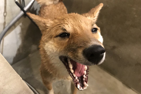 DOGSALONSEALY ドッグサロンシーリー 射手今日子 表参道 港区 南青山 神宮前 外苑前 トリミングサロン トイプードル