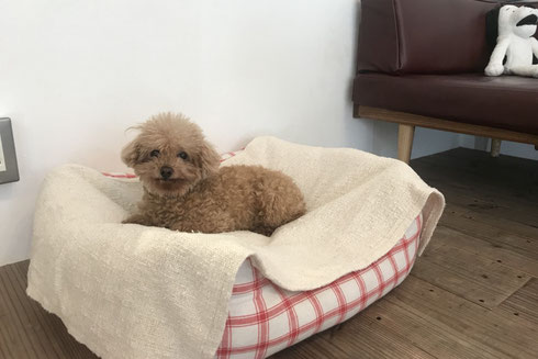 DOGSALONSEALY ドッグサロンシーリー 射手今日子 表参道 港区 南青山 神宮前 外苑前 トリミングサロン トイプードル