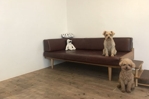 DOGSALONSEALY ドッグサロンシーリー 射手今日子 表参道 港区 南青山 神宮前 外苑前 トリミングサロン トイプードル