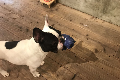 DOGSALONSEALY ドッグサロンシーリー 射手今日子 表参道 港区 南青山 神宮前 外苑前 トリミングサロン トイプードル