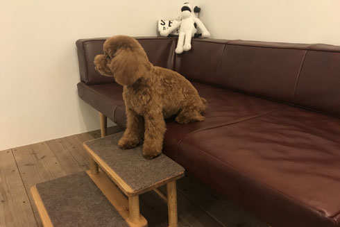 DOGSALONSEALY ドッグサロンシーリー 射手今日子 表参道 港区 南青山 神宮前 外苑前 トリミングサロン トイプードル