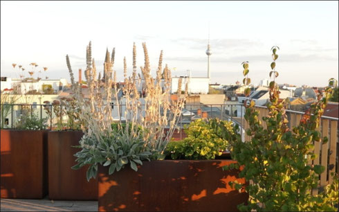Dachterrasse in Berlin mit Corten-Stahl-Pflanzkübeln, Wildstauden und Blick auf den Fernsehturm