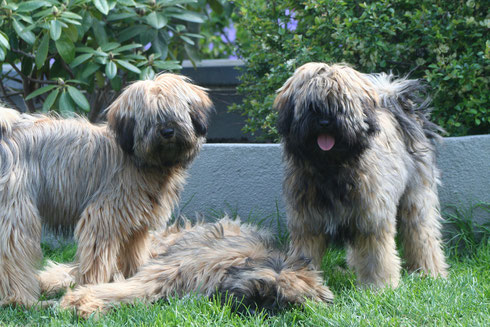 Cookie, Chenpo und Siri