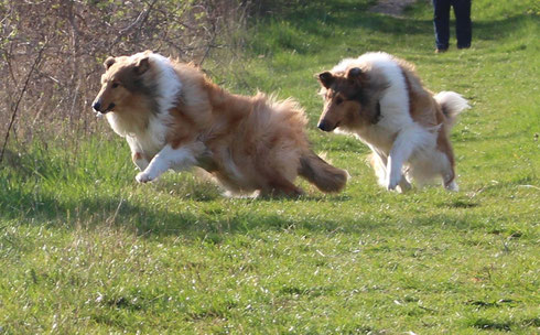 the happy, handsome & healthy dogs 