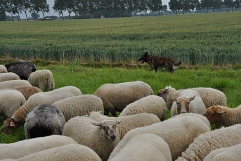 Faido tijdens een van de trainingen in Zeeland