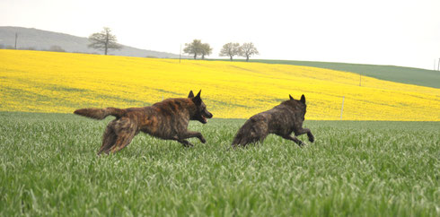 Gemaakt door kennel met Frasnay's flair