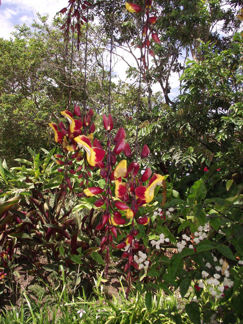 Mindo, Ecuador