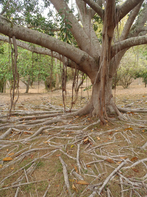 Crazy roots in the Botanic Gardens.