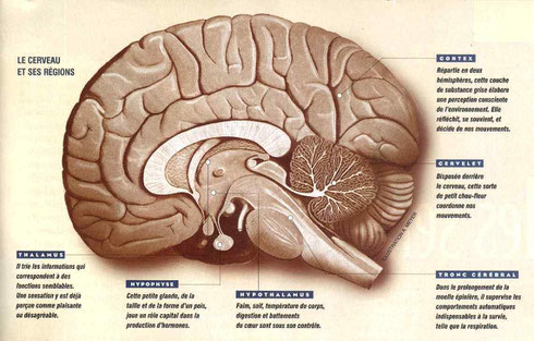 http://www.futura-sciences.com