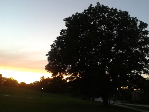 As if there's ever enough photos of trees and sunsets :)