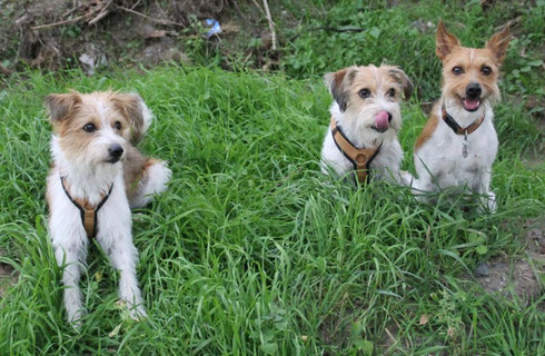 Josie, Ayfa und Amine