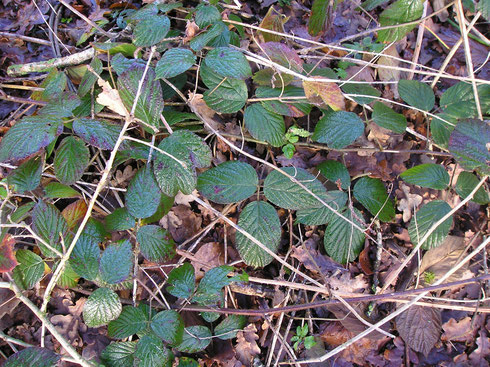 Rubus pedemontanus Pinkwart  Oldeberkoop