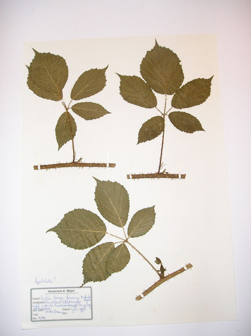 Rubus bonus-henricus Matzke-Hajek typelocatie Duitsland