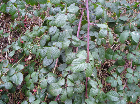 Rubus glandithyrsos G.Braun  Steenwijkerwold