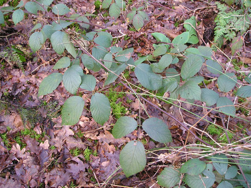 Rubus flexuosus P.J.Muller & Lef.  Noordwolde