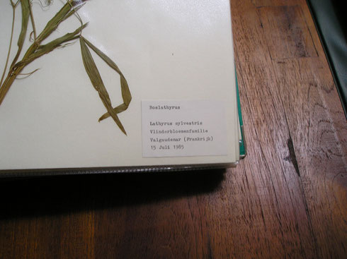 Een voorbeeld van het herbarium