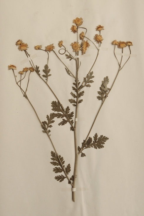 Herbariumvel Apothekers herbarium   collectie herbarium frisicum