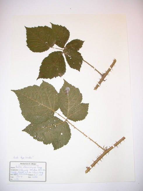 Rubus slesvicensis Lange typelocatie  Duitsland