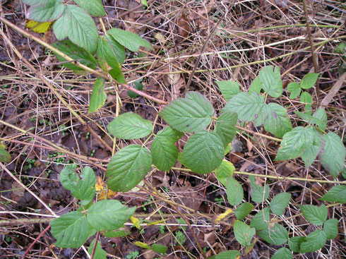 Rubus phoenicacanthus Beek   Havelte