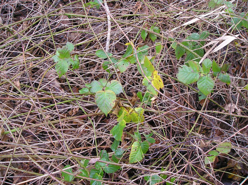 Rubus cordiformis H.E.Weber & Mart.  Havelte