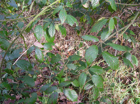 Rubus chloocladus W.C.R.Watson   Zandhuizen