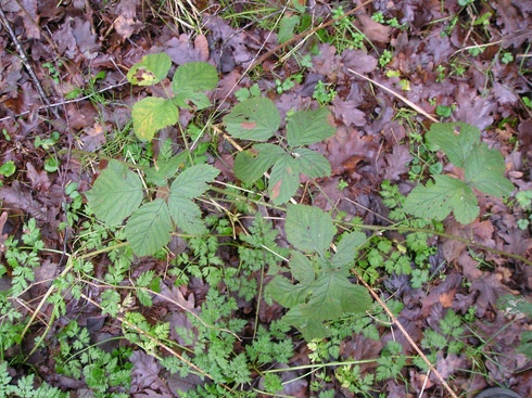 Rubus camptostachys Braun   Havelte