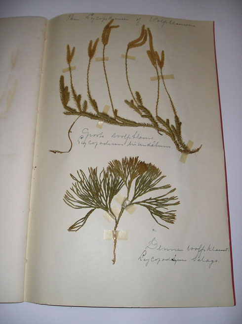 Herbarium Curiosum  collectie herbarium frisicum