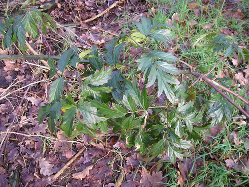 Rubus laciniatus Willd.  Noordwolde