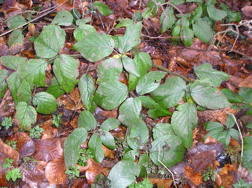 Rubus negatus Beek    Echten