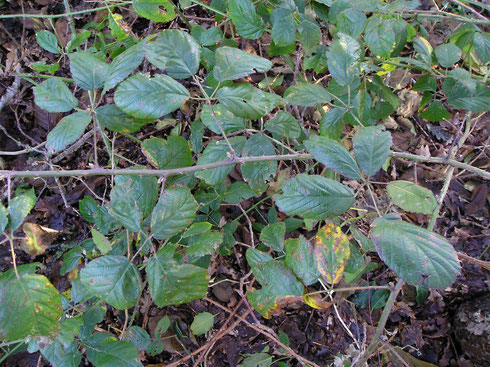 Rubus macrophyllus Weihe & Nees   Frederiksoord