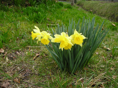 Narcissus pseudonarcissus L. is bedreigd in tuin te Frederiksoord