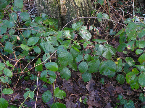 Rubus contritidens Beek et Meijer  Elsloo Tronde