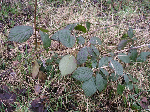 Rubus rudis Weihe  Steenwijkerwold