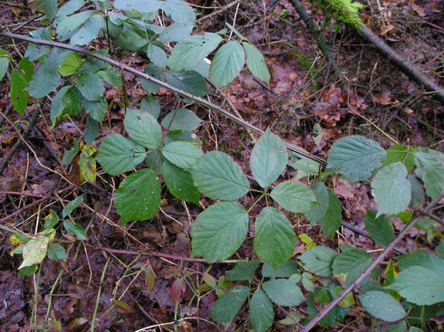 Rubus gratus Focke  Noordwolde