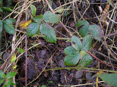 Rubus spiculus Meijer   De Hoeve