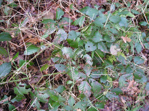 Rubus sprengelii Weihe  Wapse