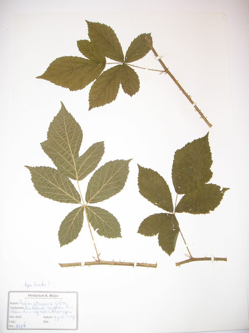 Rubus griesiae Weber  typelocatie