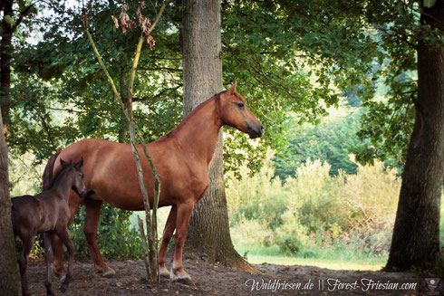 Hercules, sechs Wochen alt,  mit seiner Fuchsfriesen Mutter Juli 2018 |www.waldfriesen.de www.forest-friesian.com | fuchsfriesen friese chestnutfriesian foto www.visovio.de 