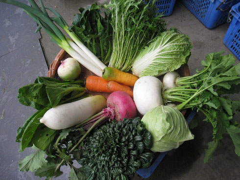 1月　白菜、カブ、オオカブ、アカカブ、キャベツ、ターサイ、大根、小松菜、人参、紅芯大根、マチコネギ、ほうれん草、水菜、人参2種