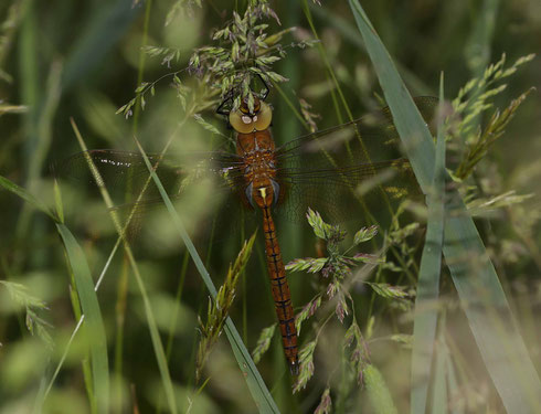 Keilfleck-Mosaikjungfer, Aeshna isoceles, männliches Jungtier.