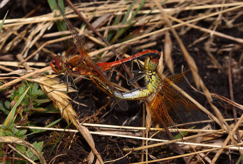 Paarungsrad der Gefleckten Heidelibelle, Sympetrum flaveolum.