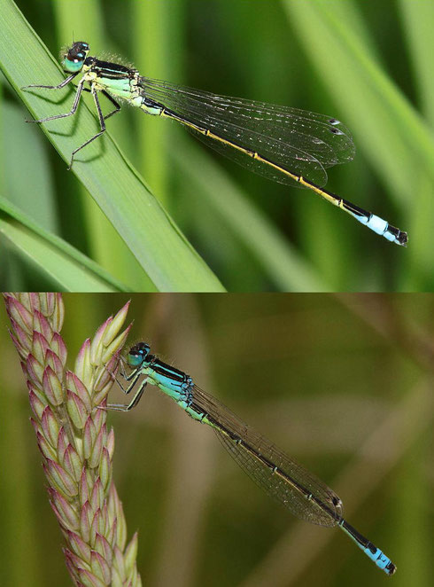 Direkter Vergleich zweier Männchen: Oben die Große Pechlibelle, Ischnura elegans, unten die Kleine Pechlibelle, Ischnura pumilio.