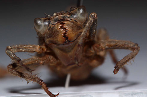 Fangmaske einer Zweigestreiften Quelljungfer, Cordulegaster boltonii.