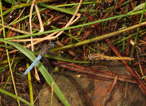 Ein Männchen des Kleinen Blaupfeils bewacht sein Weibchen während der Eiablage im Flug.