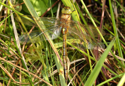 Keilfleck-Mosaikjungfer, Aeshna isoceles, weibliches Jungtier.