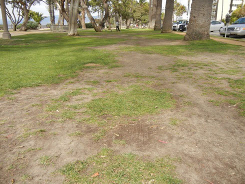 Eroded grass, compacted soils