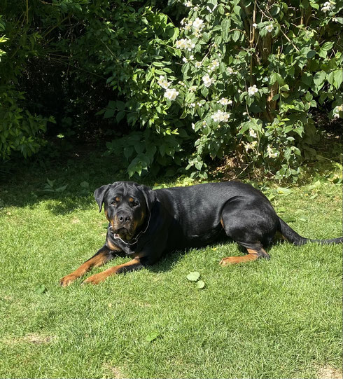 Aino 3 Jahre