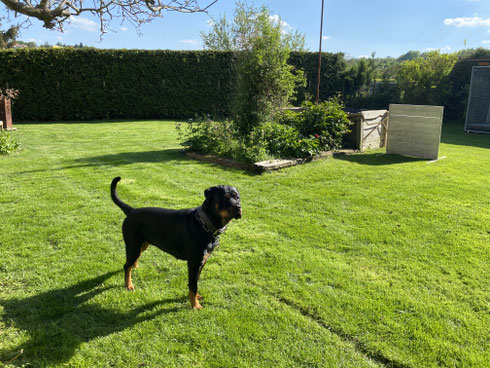 Aino 3 Jahe