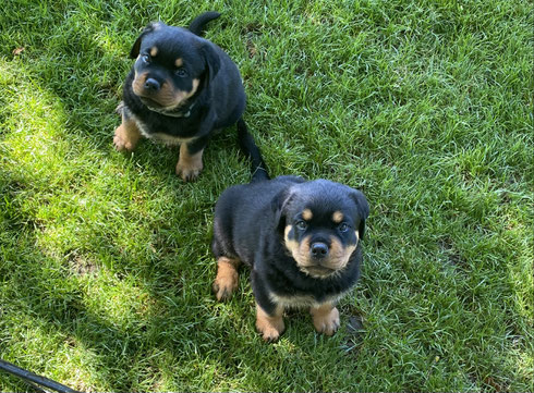 Berta und Benz 3 Monate