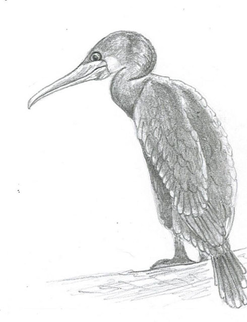 le cormoran